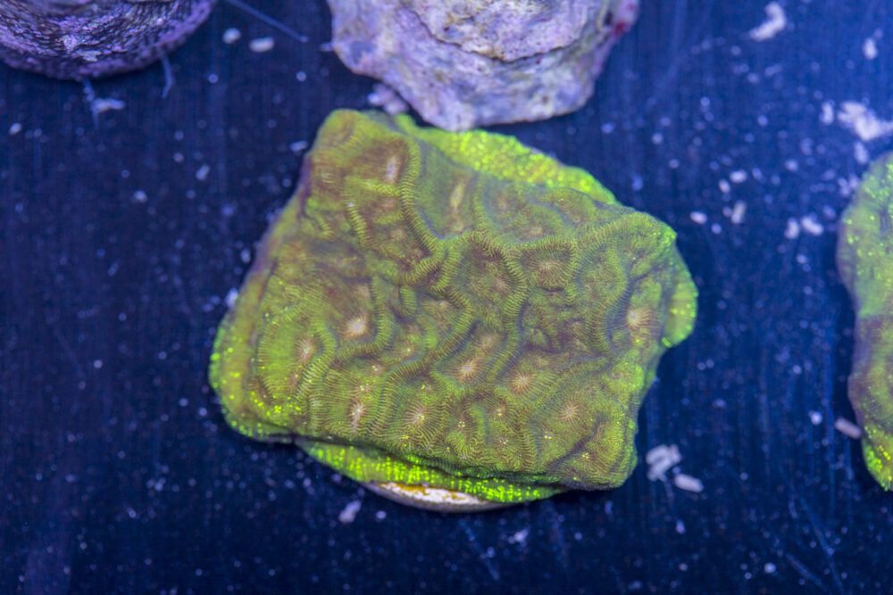 Leptoseris