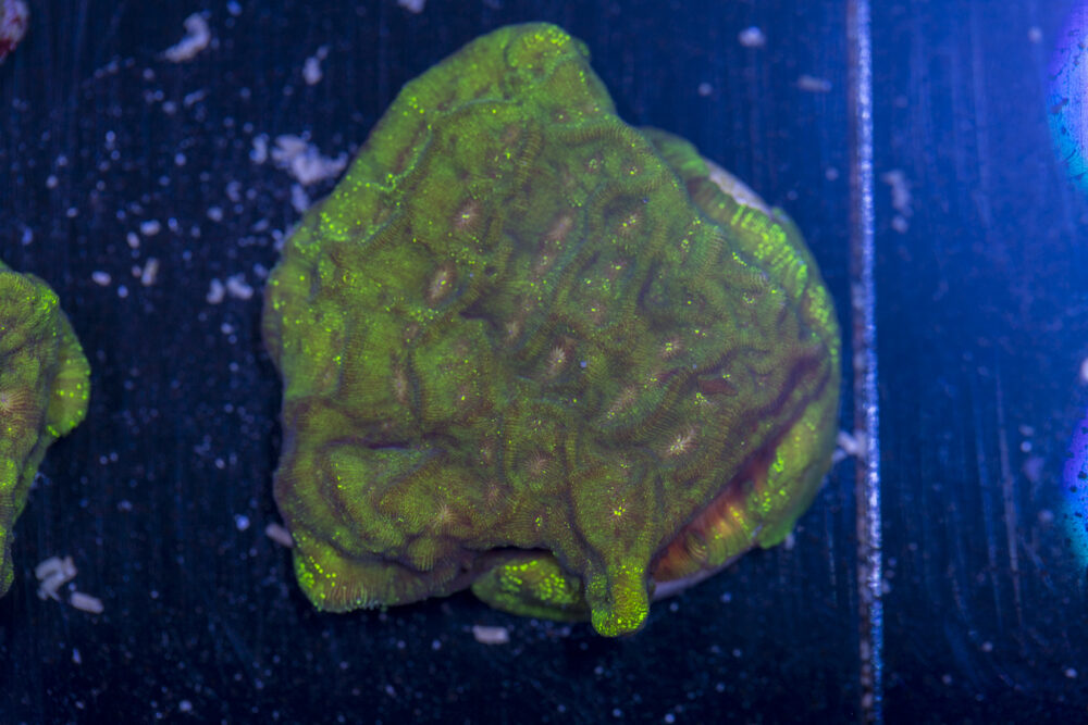 Leptoseris