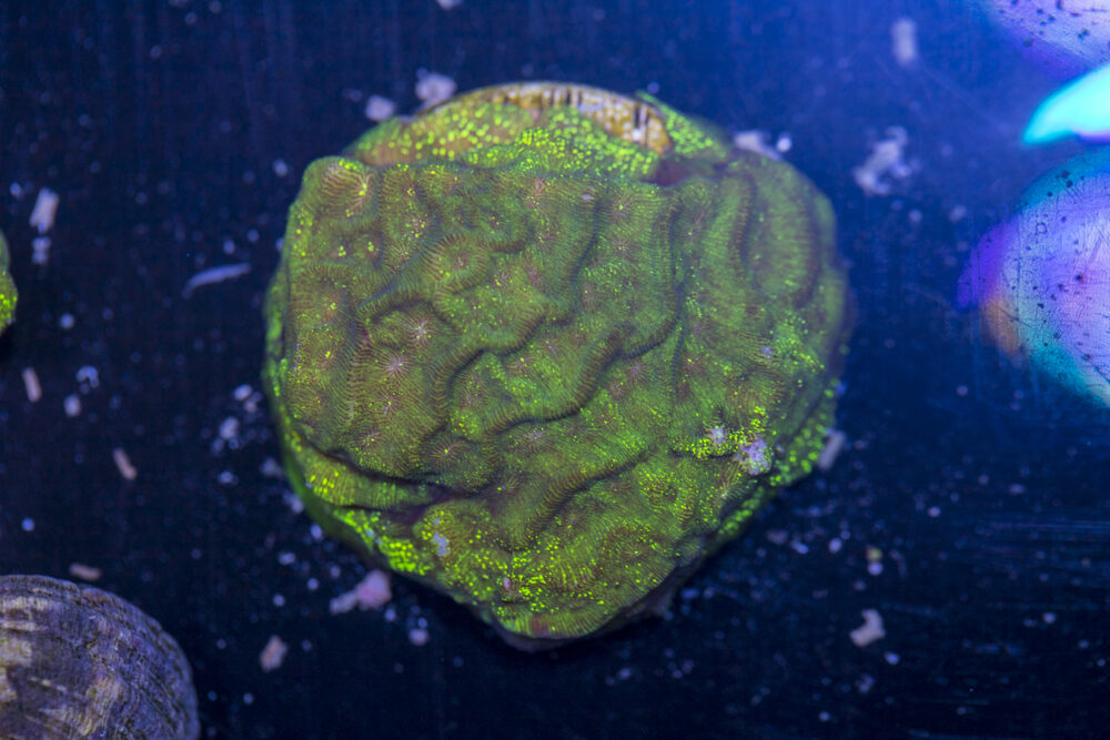 Leptoseris