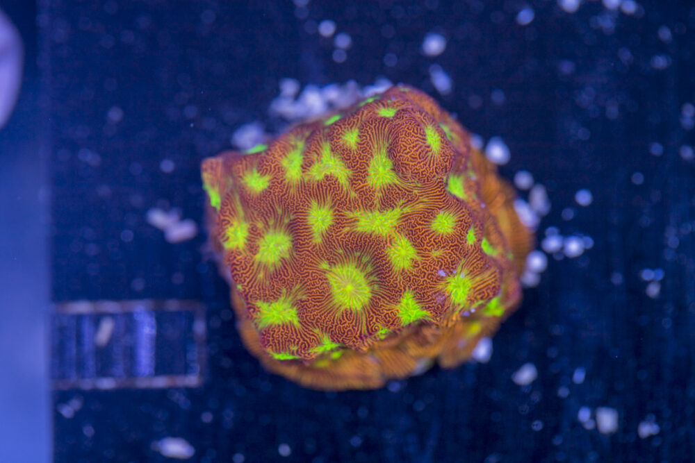 Leptoseris - Jack O Lantern