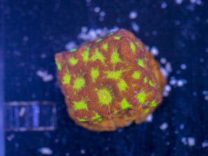 Leptoseris - Jack O Lantern
