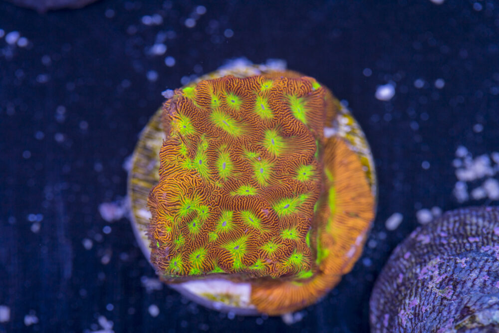 Leptoseris - Jack O Lantern