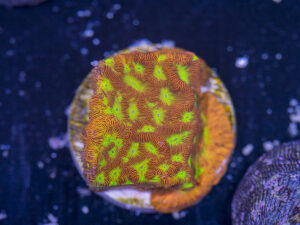 Leptoseris - Jack O Lantern