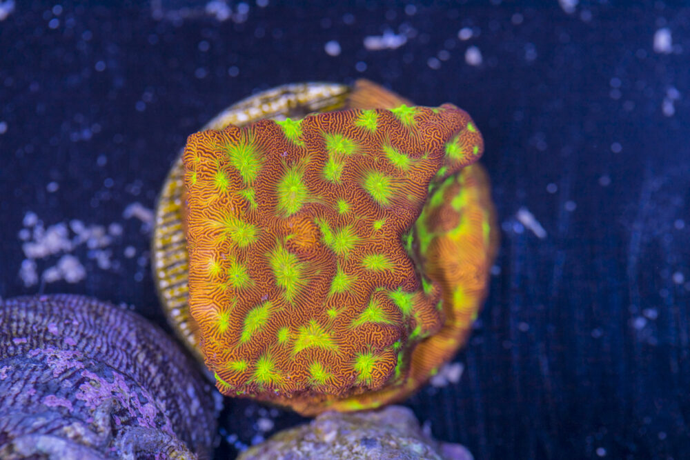 Leptoseris - Jack O Lantern
