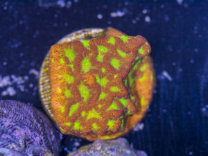 Leptoseris - Jack O Lantern