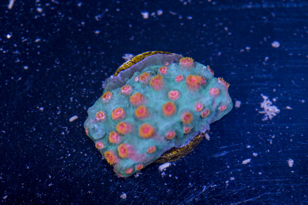 Cyphastrea - Meteor Shower