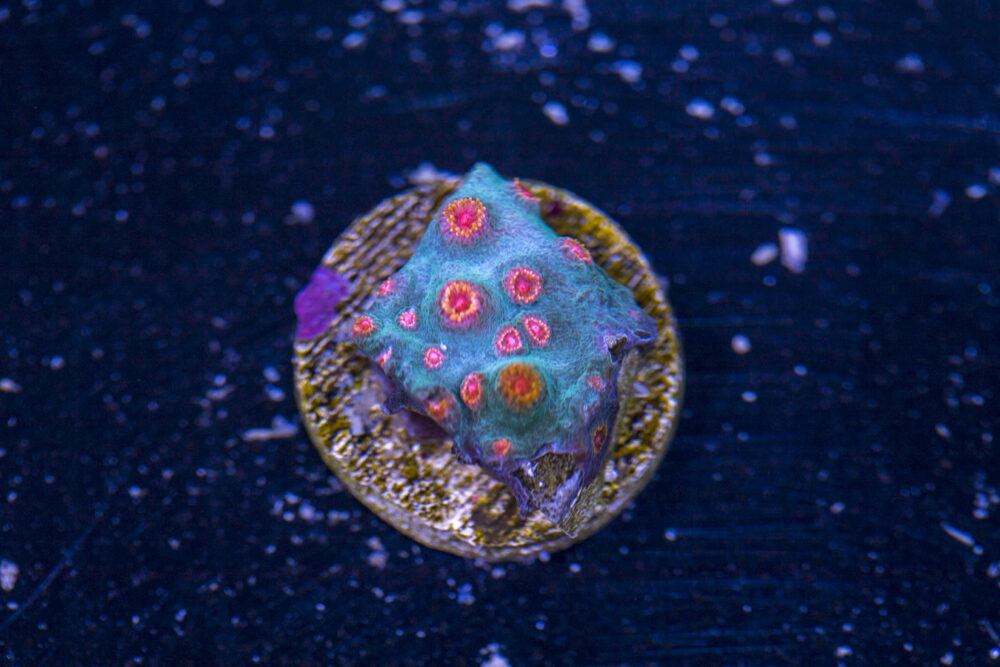 Cyphastrea - Meteor Shower