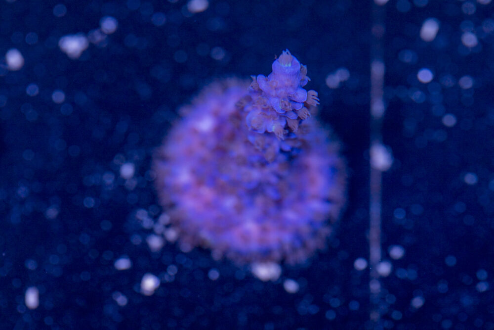 Acropora