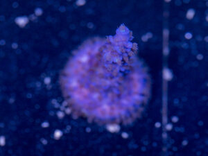 Acropora