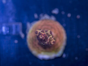 Millepora - Orange Rainbow