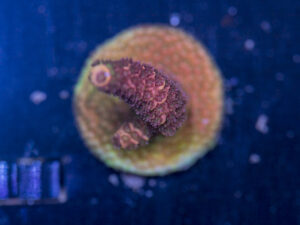 Millepora - Orange Rainbow