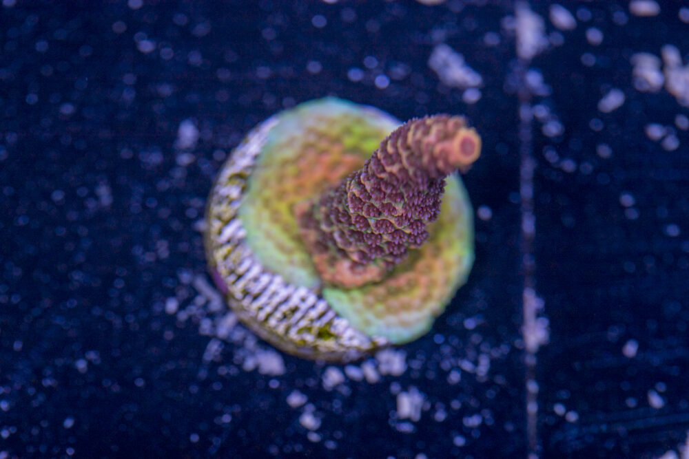 Millepora - Orange Rainbow