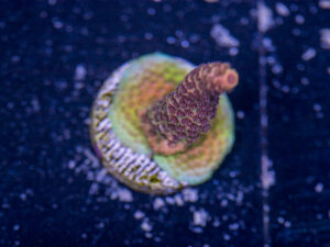 Millepora - Orange Rainbow