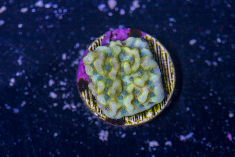 Montipora - Beach Bum
