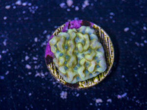Montipora - Beach Bum