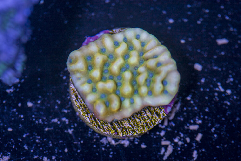 Montipora - Beach Bum