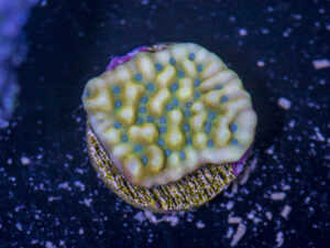 Montipora - Beach Bum