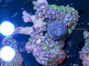 Zoanthids