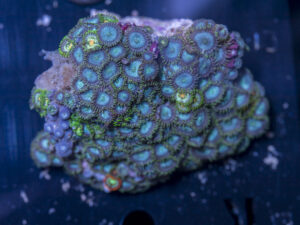 Zoanthids