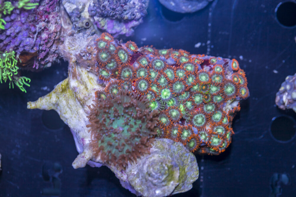 Zoanthids