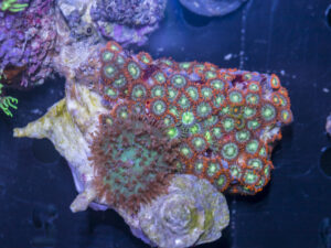 Zoanthids