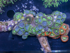 Zoanthids