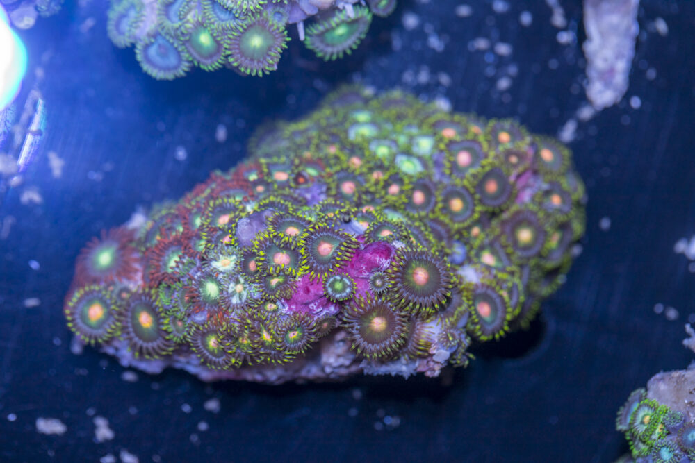 Zoanthids