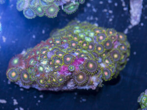 Zoanthids