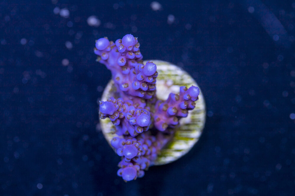 Acropora - Fireworks