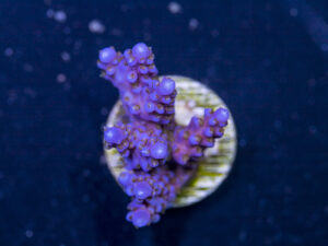Acropora - Fireworks