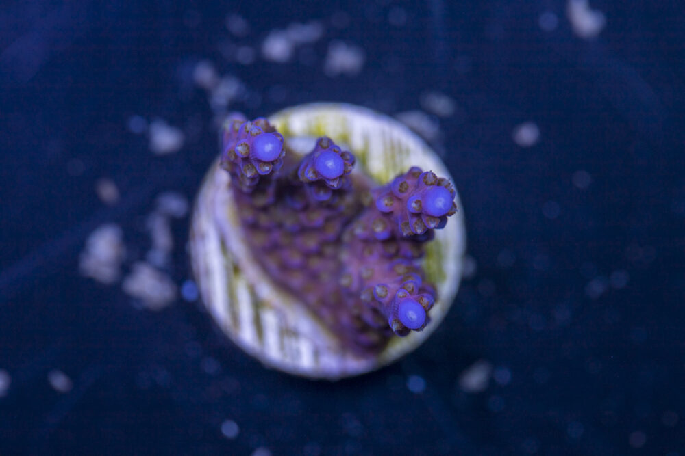 Acropora - Fireworks