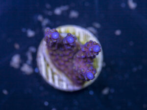 Acropora - Fireworks
