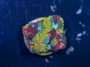 Favia - Yellow Submarine
