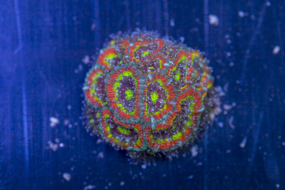 Acan - Holy Grail
