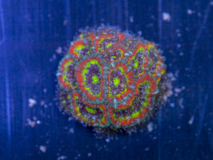 Acan - Holy Grail