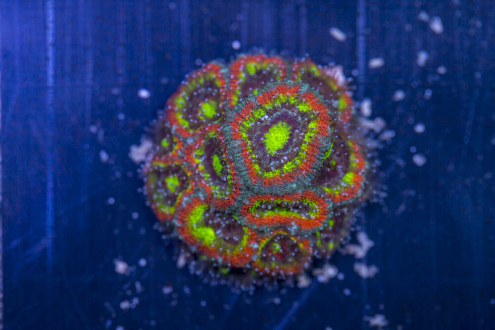 Acan - Holy Grail