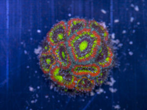 Acan - Holy Grail