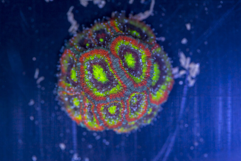 Acan - Holy Grail