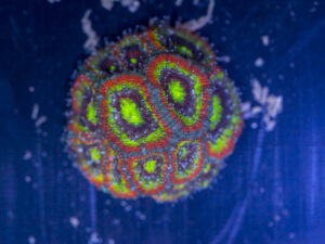 Acan - Holy Grail