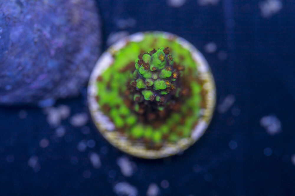 Acropora - Red Polyp Dallas
