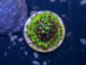 Acropora - Red Polyp Dallas
