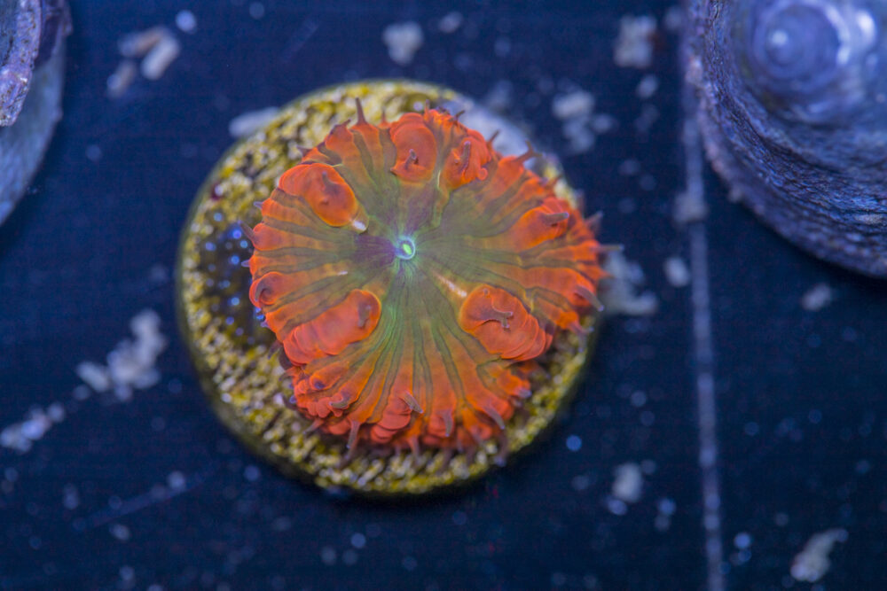 Blastomussa