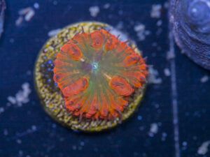 Blastomussa