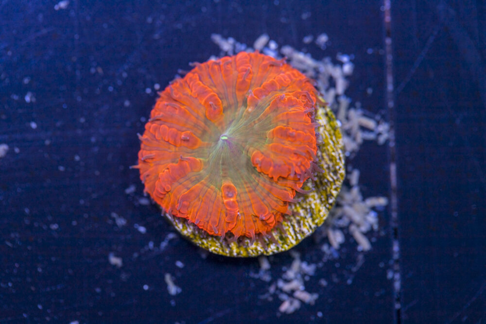 Blastomussa