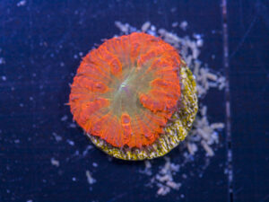 Blastomussa