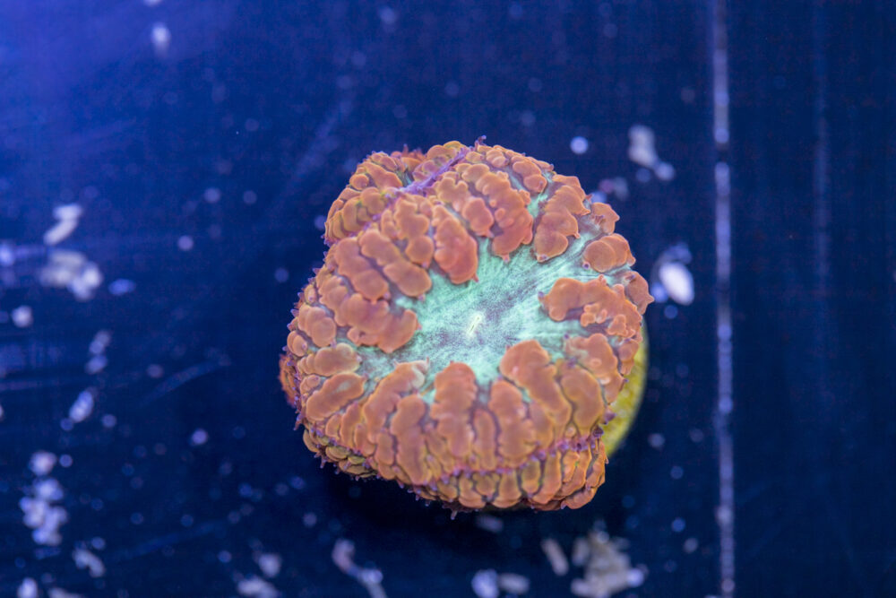 Blastomussa