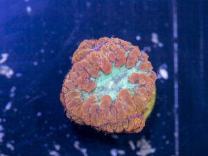 Blastomussa