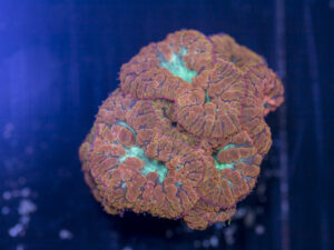 Blastomussa