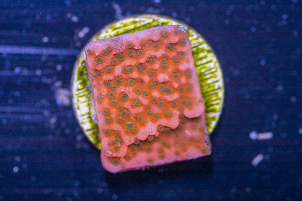 Montipora - Cherry Tree