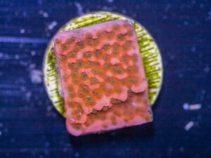 Montipora - Cherry Tree